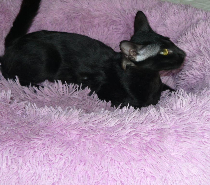 Vente Loiret Noyers - 45260 - Photos Vivastreet CHATONS MANDARINS