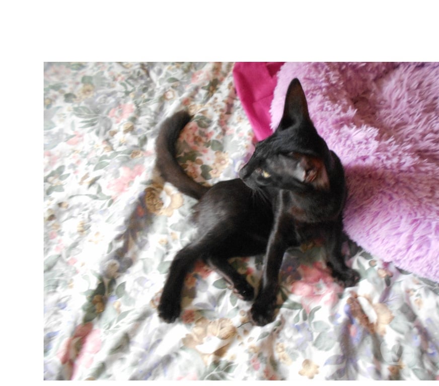 Vente Loiret Noyers - 45260 - Photos Vivastreet CHATONS MANDARINS