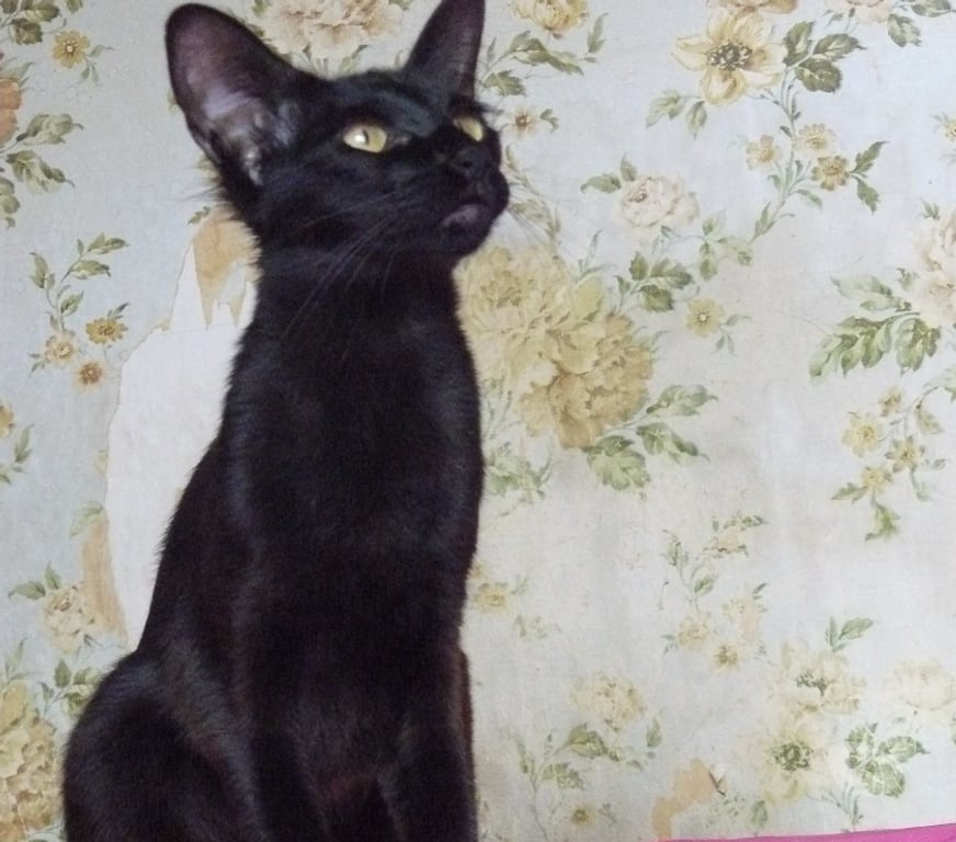 Vente Loiret Noyers - 45260 - Photos Vivastreet CHATONS MANDARINS