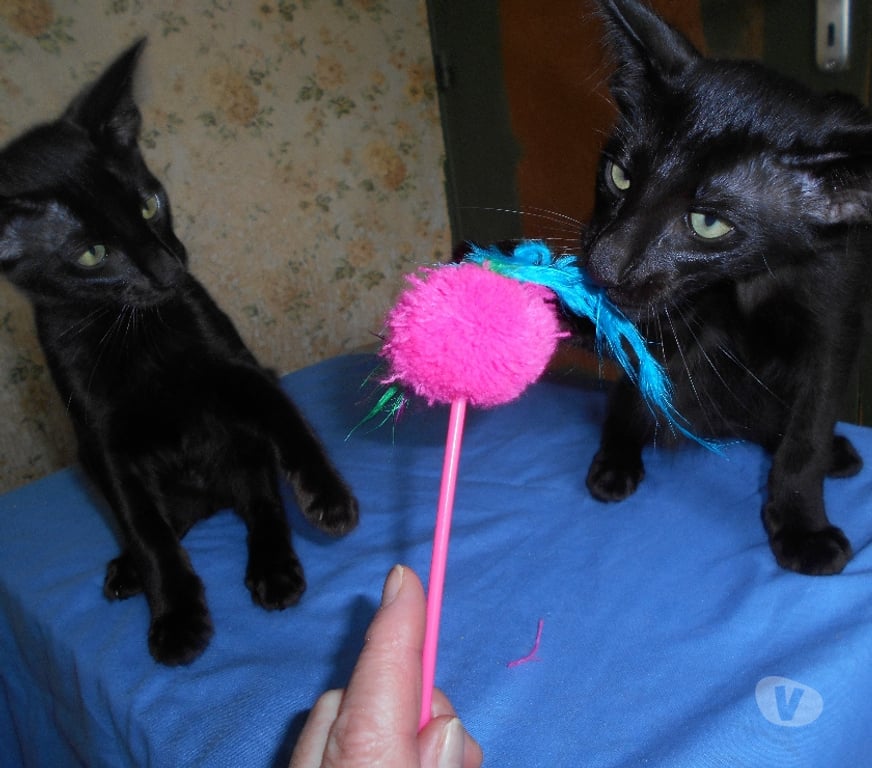 Vente Loiret Noyers - 45260 - Photos Vivastreet CHATONS MANDARINS