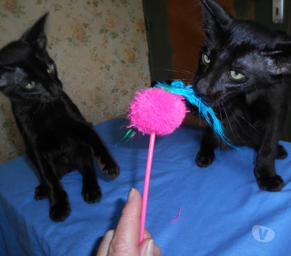 Vente animaux Noyers Loiret - Photos Vivastreet CHATONS MANDARINS