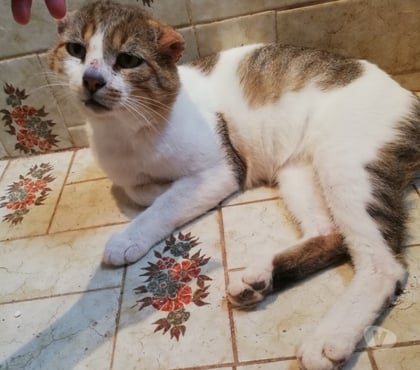 Adoption animaux Beziers Hérault - Photos Vivastreet ASLAN, chat type européen 5 ans non lof