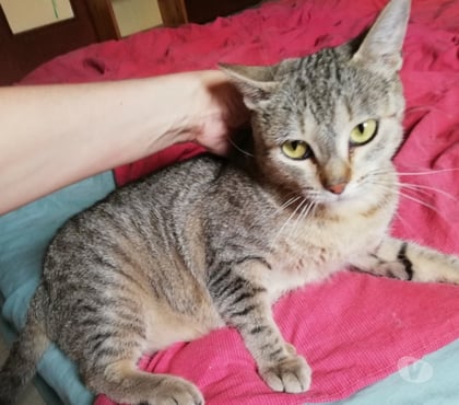 Adoption animaux Beziers Hérault - Photos Vivastreet AMINATA, chatte type européenne, 1 an non lof