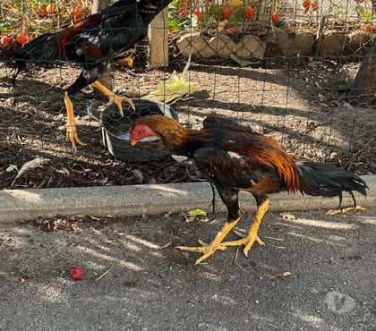 Vente animaux Brive la Gaillarde Corrèze - Photos Vivastreet Coq shamo pur turc 6 mois