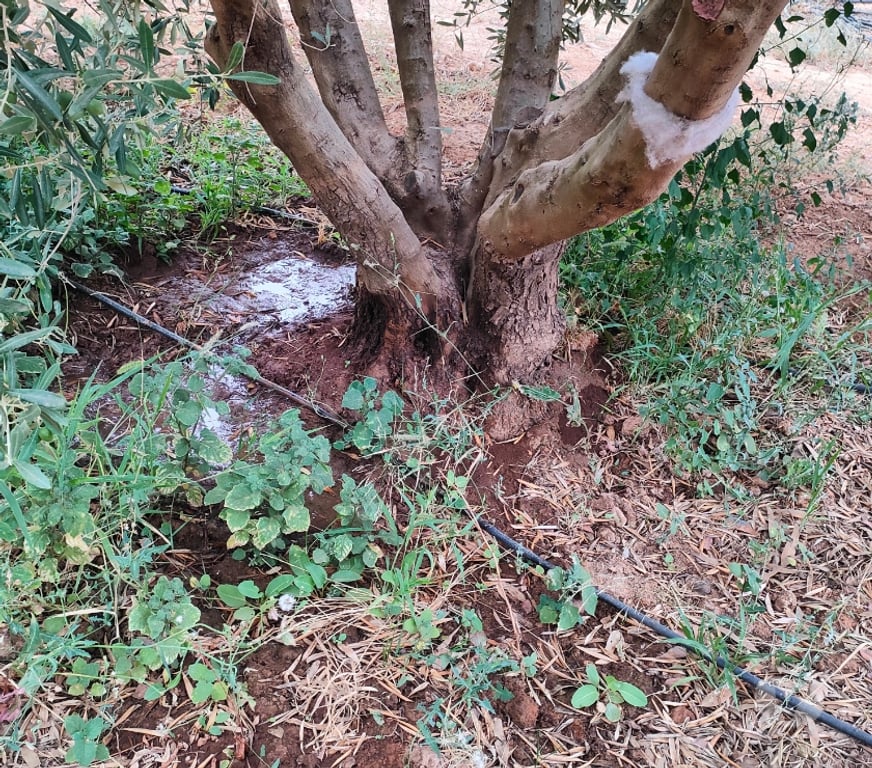 Vente Terres Agricoles Maroc - Photos Vivastreet Ferme d'oliviers en pleine production