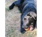 DIANA, adorable chiot Labrador croisé Beauceron