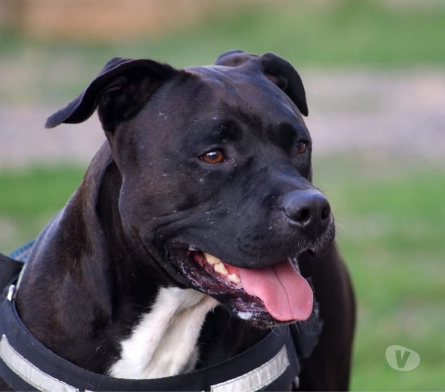 Vente Cher Osmery - 18130 - Photos Vivastreet PACO, adorable American Staffordshire Terrier déclassé