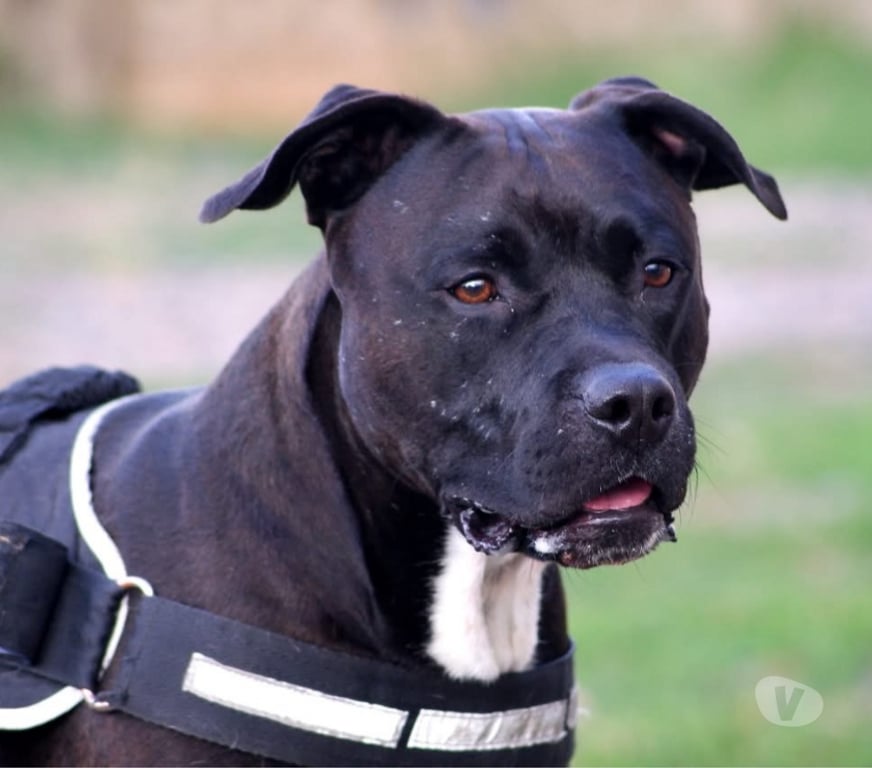 Vente Cher Osmery - 18130 - Photos Vivastreet PACO, adorable American Staffordshire Terrier déclassé