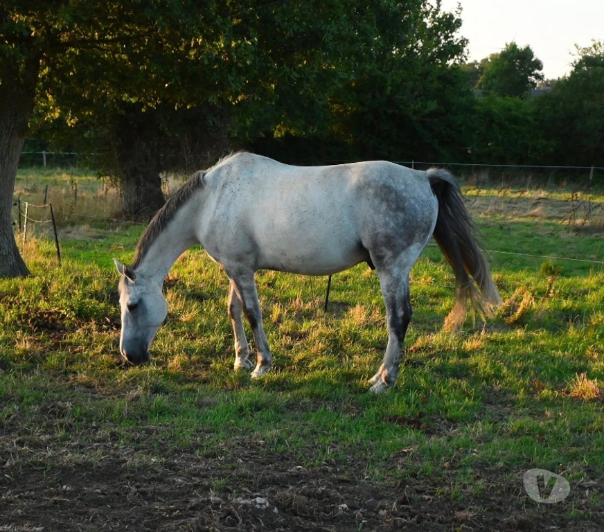 Vente Loire-Atlantique Treffieux - 44170 - Photos Vivastreet ATERG DES SIX, gentil Stud-book Selle Français hongre