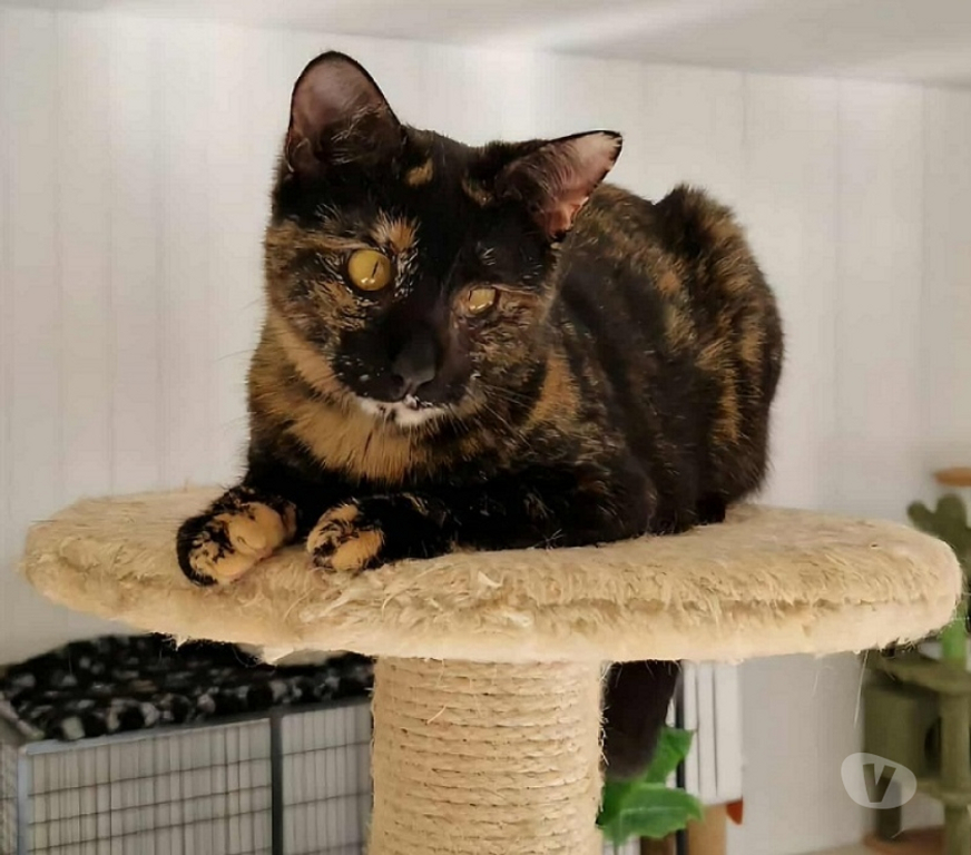 Don animaux Eure Beaumont le Roger - 27170 - Photos Vivastreet YOKO 1 an, ataxique, sourde et FELV à adopter