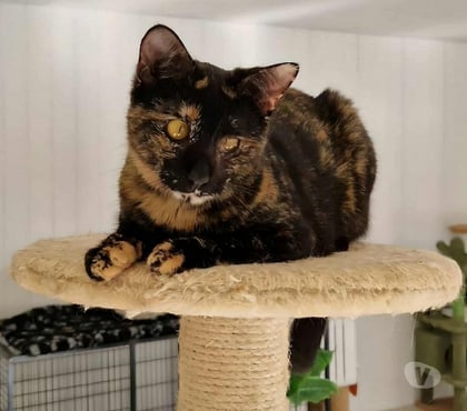 Don animaux Beaumont le Roger Eure - Photos Vivastreet YOKO 1 an, ataxique, sourde et FELV à adopter