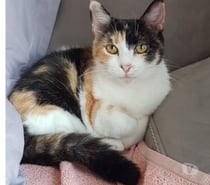 Chat MERINGUE à l adoption