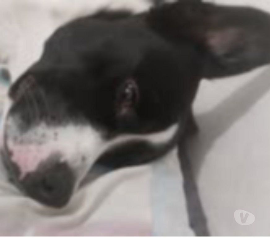 Don animaux Ardèche Le Cheylard - 07160 - Photos Vivastreet Chien ZEN à l adoption
