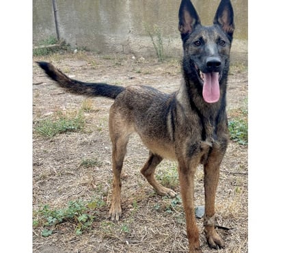 Don animaux Beziers Hérault - Photos Vivastreet ABIGAELLE, chienne type malinoise 1 an non lof