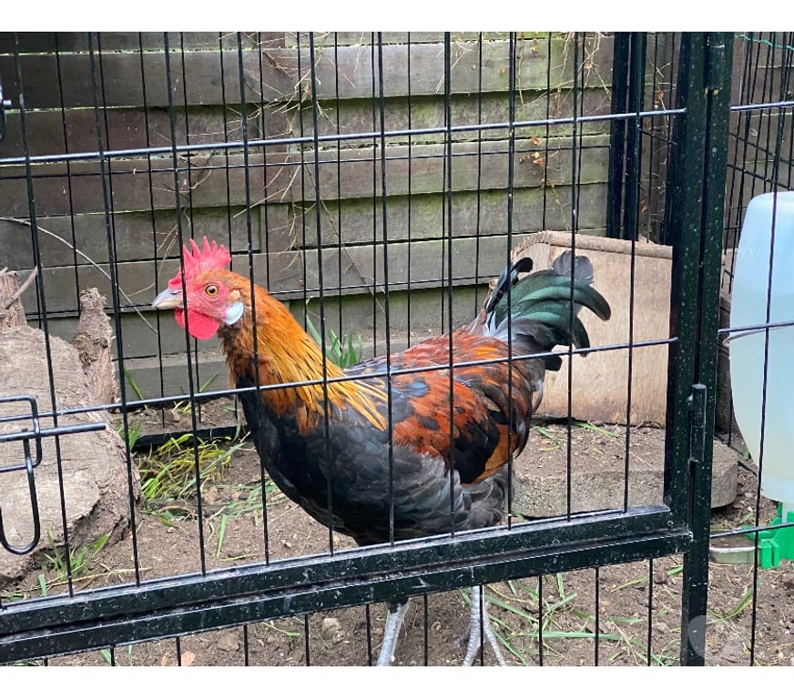 Vente Loiret Beauchamps sur Huillard - 45270 - Photos Vivastreet Coq GAULOIS disponible