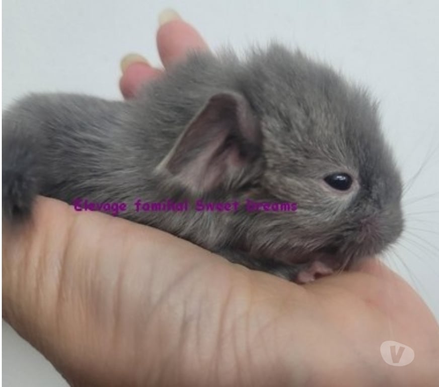 Vente Bas-Rhin Strasbourg - Photos Vivastreet 2 nouveaux-nés chinchillas chocolats (rarissimes)