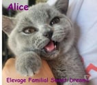 Bébé british shorthair 3 mois bleue LOOF élevage familial