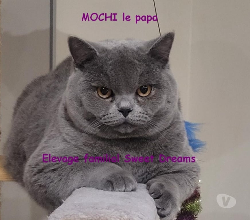 Vente Marne Reims - Photos Vivastreet Bébé british shorthair 3 mois bleue LOOF élevage familial