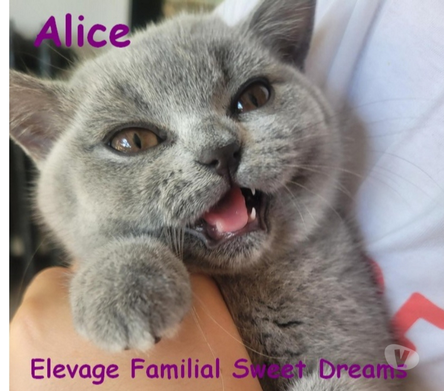 Vente Marne Reims - Photos Vivastreet Bébé british shorthair 3 mois bleue LOOF élevage familial