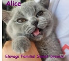 Bébé british shorthair 3 mois bleue LOOF élevage familial