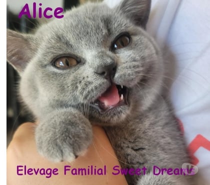 Vente animaux Reims Marne - Photos Vivastreet Bébé british shorthair 3 mois bleue LOOF élevage familial