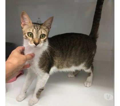 Adoption animaux Beziers Hérault - Photos Vivastreet ANEMONE, chatte bl et tigrée 4 ans type européenne non lof