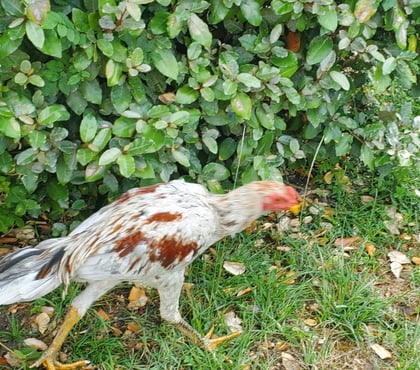 Vente Bourg sur Gironde Gironde - Photos Vivastreet Coq collection 974