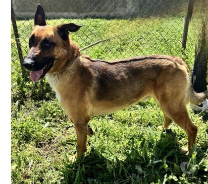 Don animaux Beziers Hérault - Photos Vivastreet AZZARO, chien type malinois, 2 ans non lof