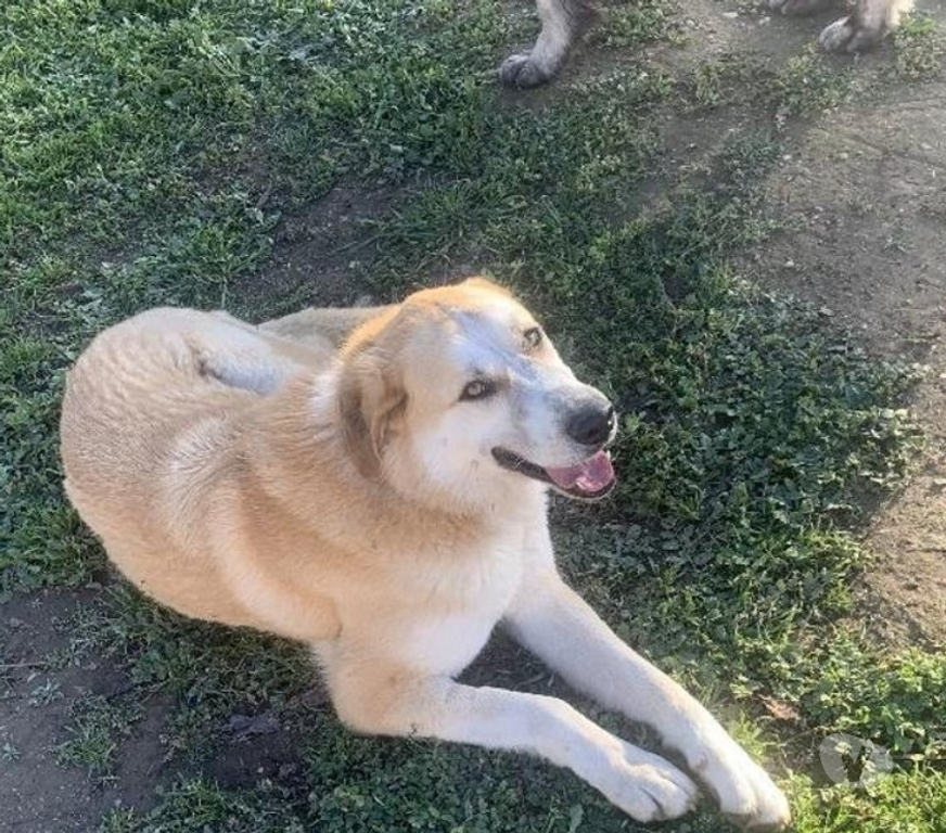 Don animaux Hérault Beziers - 34500 - Photos Vivastreet CHAUSSETTE, chien type berger d'anatolie, 3 ans non lof