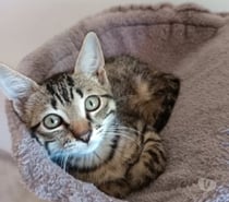 Chat TENOR à l adoption