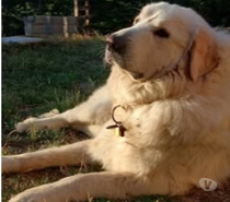Chien TAIYO à l adoption