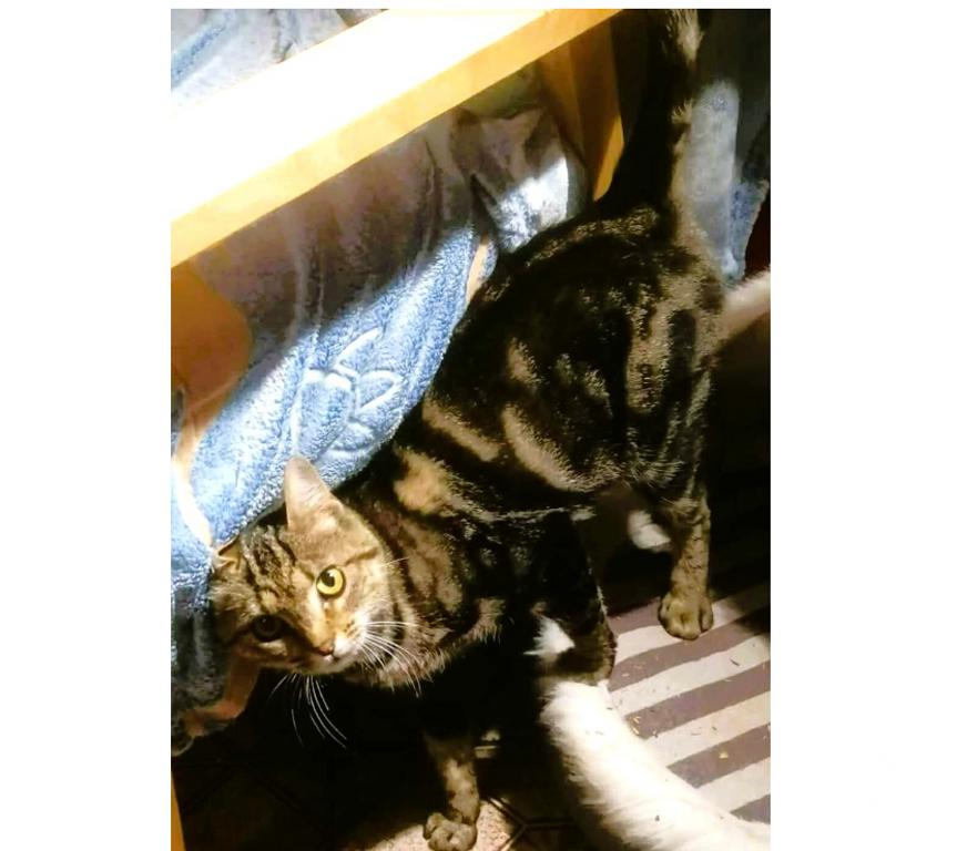 Don animaux Aude Carcassonne - Photos Vivastreet Soko jeune chatte 1 an douce et caline a adopter