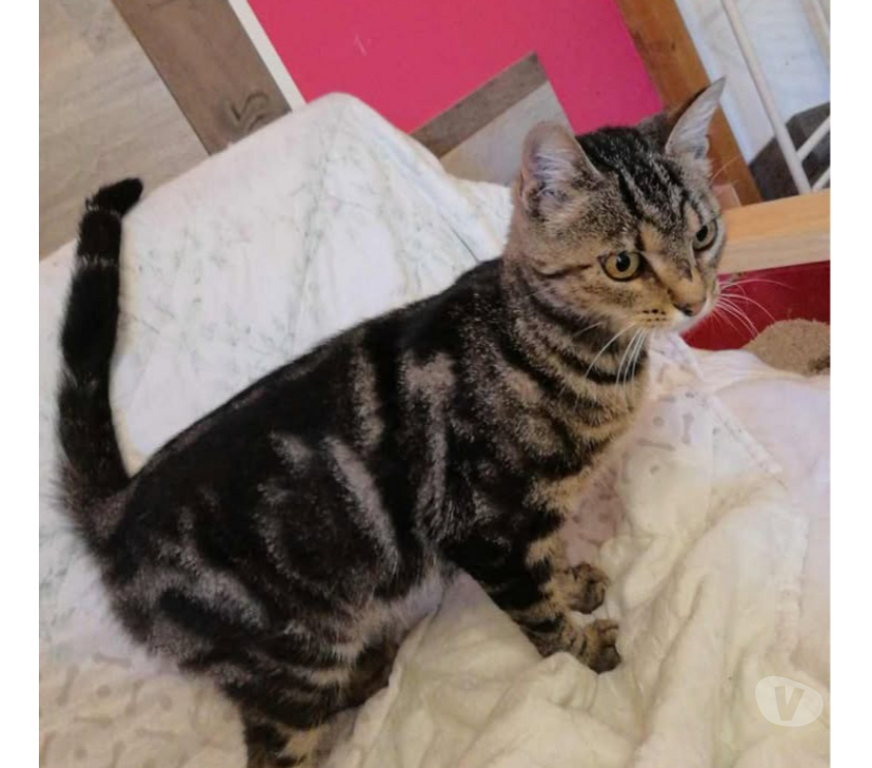 Don animaux Aude Carcassonne - Photos Vivastreet Soko jeune chatte 1 an douce et caline a adopter