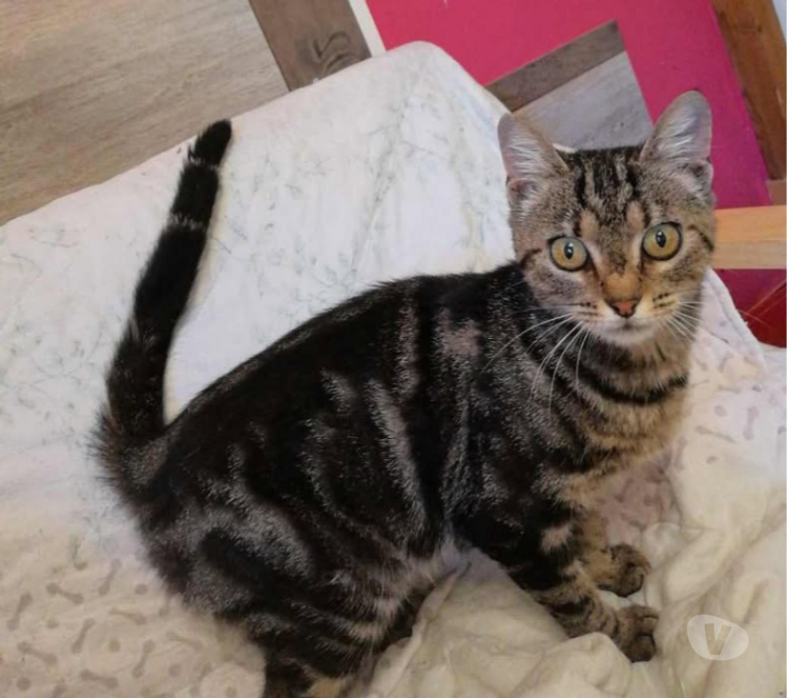 Don animaux Aude Carcassonne - Photos Vivastreet Soko jeune chatte 1 an douce et caline a adopter