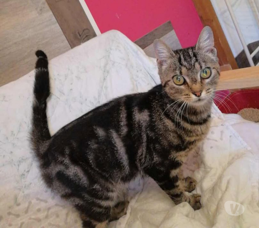 Don animaux Aude Carcassonne - Photos Vivastreet Soko jeune chatte 1 an douce et caline a adopter