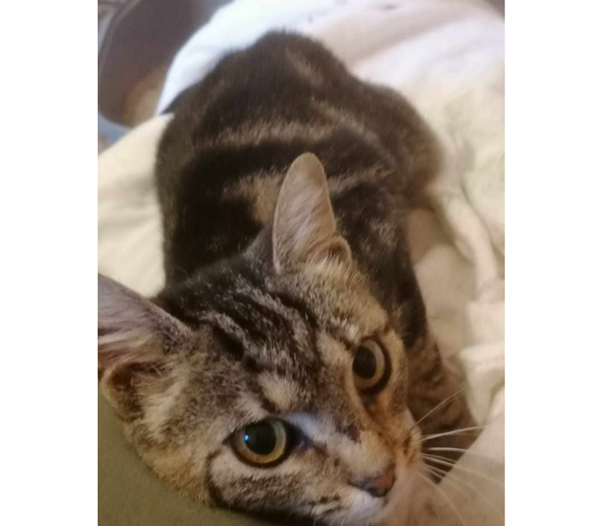 Don animaux Aude Carcassonne - Photos Vivastreet Soko jeune chatte 1 an douce et caline a adopter