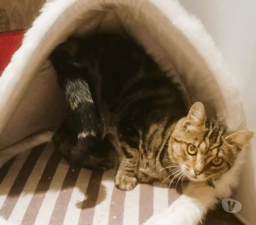 Don animaux Aude Carcassonne - Photos Vivastreet Soko jeune chatte 1 an douce et caline a adopter