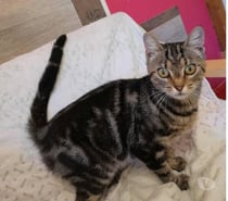 Soko jeune chatte 1 an douce et caline a adopter