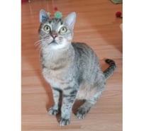 Lola jeune chatte 7 mois douce et caline a adopter