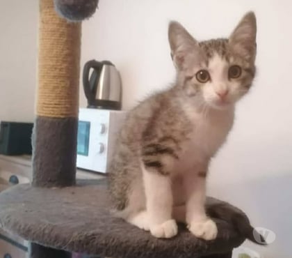 Don animaux Carcassonne Carcassonne - Photos Vivastreet Ary chaton tigre 2 mois propre et sevré cherche adoptants