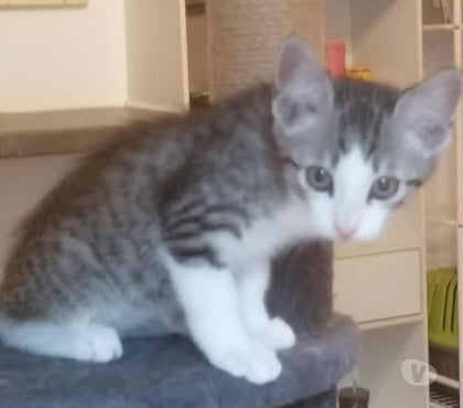 Don animaux Carcassonne Carcassonne - Photos Vivastreet Ary chaton tigre 2 mois propre et sevré cherche adoptants