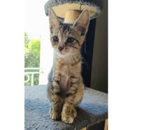 Sariette chaton femelle 2 mois adoprable cherche famille