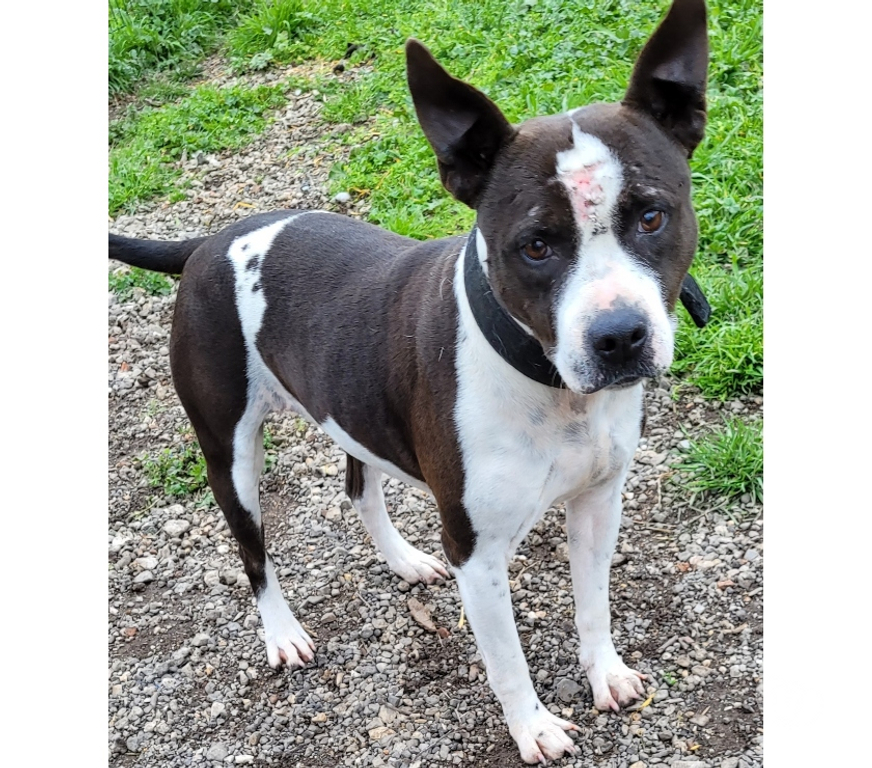 Don animaux Hérault Beziers - 34500 - Photos Vivastreet ARYA, chienne type staffie, 6 ans non lof