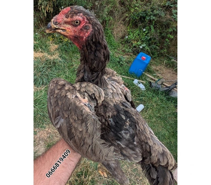 Vente Charente-Maritime Surgeres - 17700 - Photos Vivastreet Coq et poule o shamo