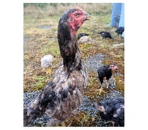 Coq et poule o shamo