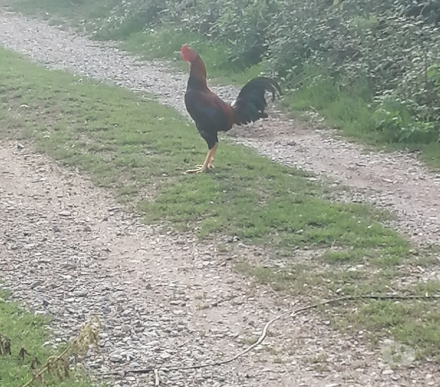 Vente Nièvre Decize - 58300 - Photos Vivastreet Jeune coq type anglais