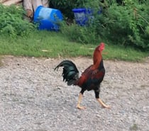 Jeune coq type anglais