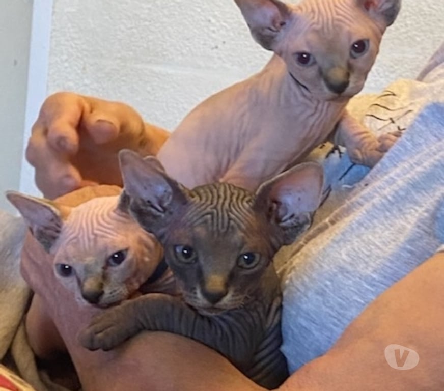 Vente Var La Seyne sur Mer - 83500 - Photos Vivastreet Chatons Sphinx Canadiens.