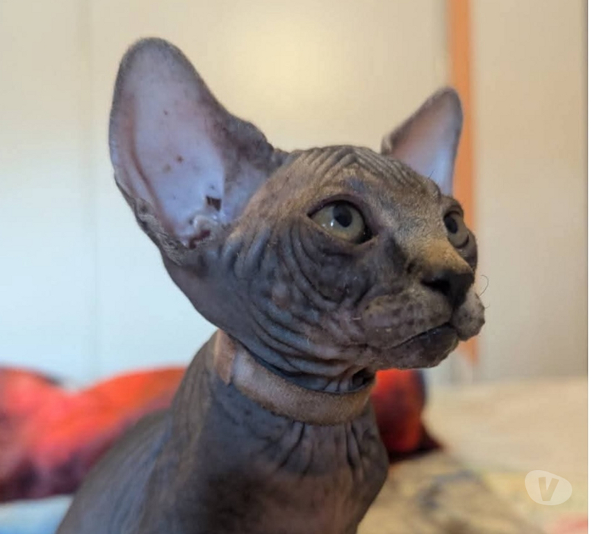 Vente Var La Seyne sur Mer - 83500 - Photos Vivastreet Chatons Sphinx Canadiens.