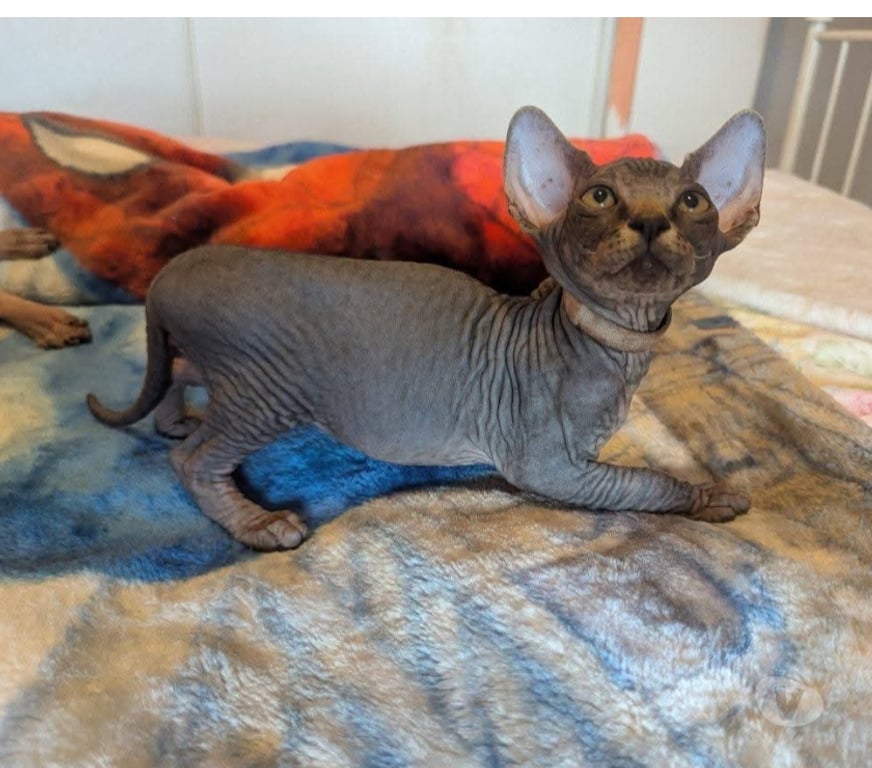 Vente Var La Seyne sur Mer - 83500 - Photos Vivastreet Chatons Sphinx Canadiens.